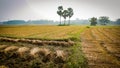 Cutting paddy on the land. A Beautiful landscape on the Bangladesh Agriculture rice Fields