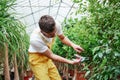 Cutting the plants. Attractive sylish bearded man works in hothouse