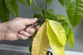 Cutting pruning dead leaves from a Pachira Aquatica plant.