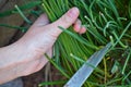 Cutting and pulling fresh chive Royalty Free Stock Photo