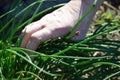 Cutting and pulling fresh chive Royalty Free Stock Photo