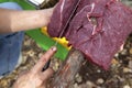 Cutting raw meat, Alberta, Canada Royalty Free Stock Photo