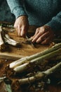 cutting the roots of some raw catalan calcots Royalty Free Stock Photo