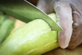 Cutting snake gourd Royalty Free Stock Photo