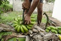 Cutting Stalk of Banana Bunch in Hands Royalty Free Stock Photo