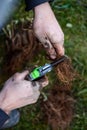 Cutting strawberry roots ant planting it in the garden