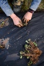 Cutting strawberry roots and planting it in the garden