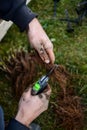 Cutting strawberry roots and planting it in the garden