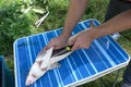 cutting sturgeon and get black caviar. Black caviar Royalty Free Stock Photo