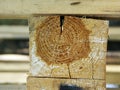 Cutting texture of old wood with age rings,