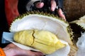 Cutting Thai fresh durian