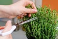 Cutting thyme