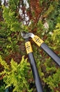 Cutting tree branches in an autumn garden with a pruner