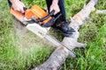 Cutting tree with a chainsaw Royalty Free Stock Photo