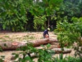 Cutting tree logs