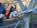 Cutting a tree with a petrol saw in the garden Royalty Free Stock Photo