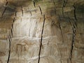 Cutting of tree trunk, aged texture with cracks