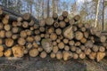 Cutting of the trees, bark beetle calamity, conifer tree logs on pile in woodland