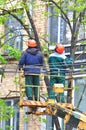 Cutting Trees Servises in the City