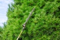 Cutting tree branches with a pole chain saw