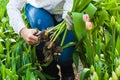 Cutting the tulip bulb Royalty Free Stock Photo