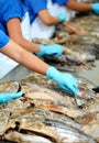 The cutting of a tuna fish in factory Royalty Free Stock Photo