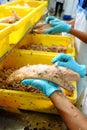 The cutting of a tuna fish in factory Royalty Free Stock Photo