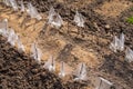 Cuttings of apple trees in orchard garden with protective bag