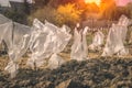 Cuttings of apple trees in orchard garden with protective bag