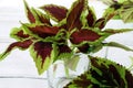 cuttings of bicolor - red-green coleus stand in a glass mug