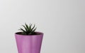 Cuttings Haworthia in pot on the white background