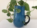 Philodendron plant cuttings rooting in a blue glass pitcher. Royalty Free Stock Photo