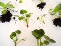 Cuttings from a pilea peperomioides or pancake plant