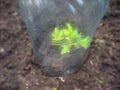 The cuttings of roses are rooted under a five liter plastic bottle. Planting roses under a transparent shelter.