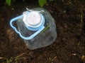 A cuttings of roses are rooted under a plastic bottle. Planting a green shank under cover. Gardening at home. Breeding roses