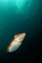 Cuttle fish Royalty Free Stock Photo