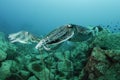 Cuttle fish Royalty Free Stock Photo