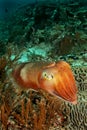 Cuttle fish face to face Royalty Free Stock Photo