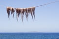 Cuttle-fish hanging to dry Royalty Free Stock Photo