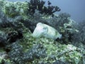 Cuttlefish looking for diner in the coral Royalty Free Stock Photo