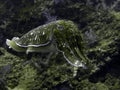 Cuttlefish looking for diner in the coral Royalty Free Stock Photo