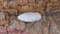 The cuttlebone of a common cuttlefish Sepia officinalis on a big rock, Greece, Halkidiki Royalty Free Stock Photo