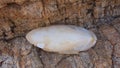 The cuttlebone of a common cuttlefish Sepia officinalis close-up on a big rock, Greece, Halkidiki Royalty Free Stock Photo