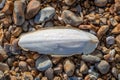 A High Angle View of a Cuttlefish Bone on a Beach Royalty Free Stock Photo