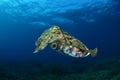 Cuttlefish Royalty Free Stock Photo