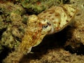 Cuttlefish Royalty Free Stock Photo