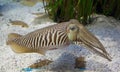 Cuttlefish Royalty Free Stock Photo