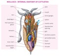 Cuttlefish anatomy