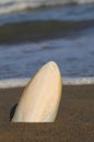 cuttlefish bone  on the seashore on the sandy beach Royalty Free Stock Photo
