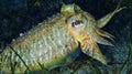 Cuttlefish, Cabo Cope-Puntas del Calnegre Natural Park, Spain